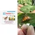 20 Pcs Insect Lures For Melon Fruit Fly (Bactrocera cucurbitae)